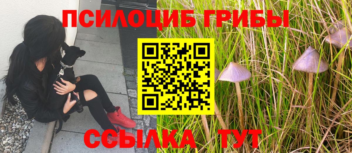 Псилоцибиновые грибы Cubensis  Вход с VPN  Строитель 